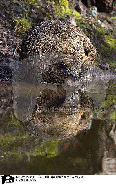 preening Nutria / JM-07865