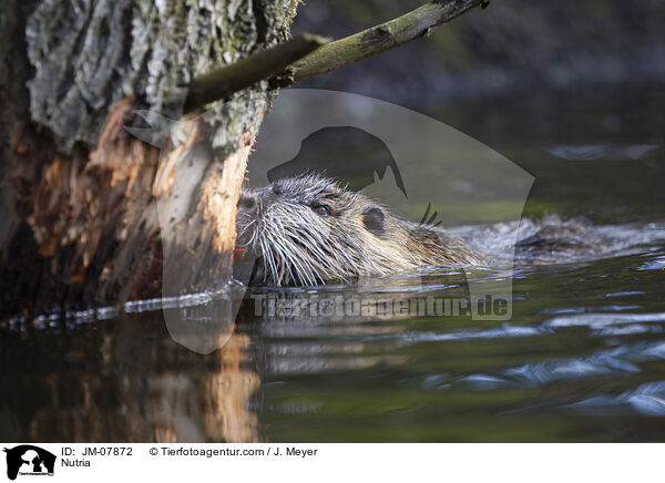 Nutria / Nutria / JM-07872