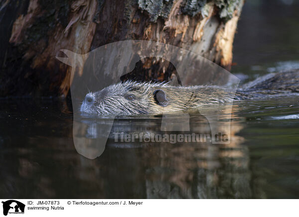 swimming Nutria / JM-07873