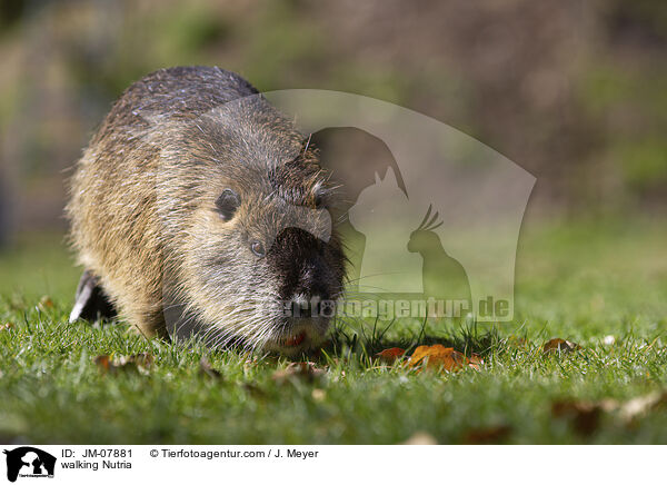 laufender Nutria / walking Nutria / JM-07881