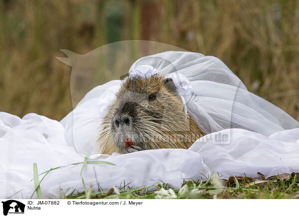 Nutria / Nutria / JM-07882