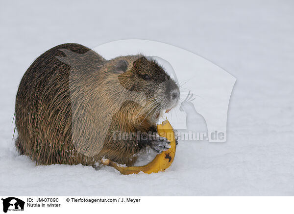 Nutria im Winter / Nutria in winter / JM-07890