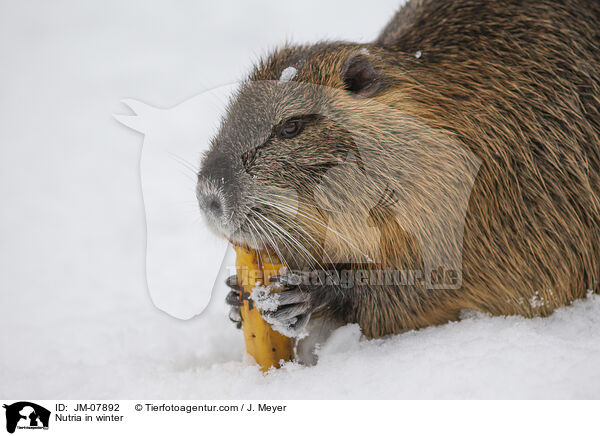 Nutria im Winter / Nutria in winter / JM-07892