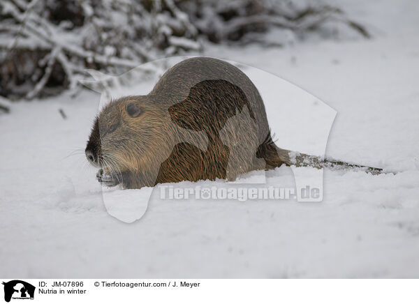 Nutria in winter / JM-07896