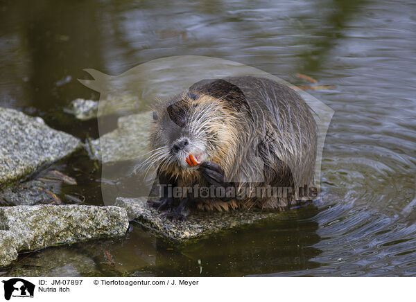 Nutria juckt sich / Nutria itch / JM-07897