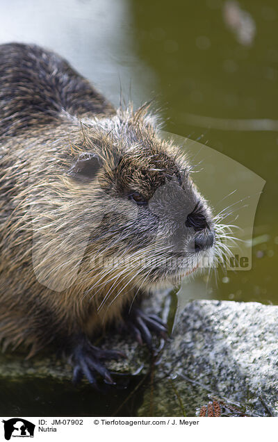 Nutria / JM-07902