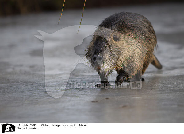 Nutria in winter / JM-07903