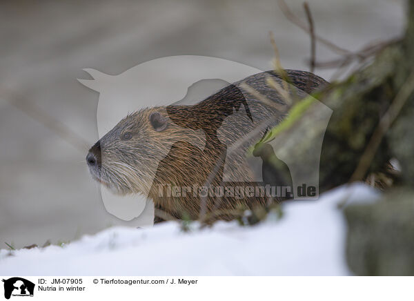 Nutria in winter / JM-07905