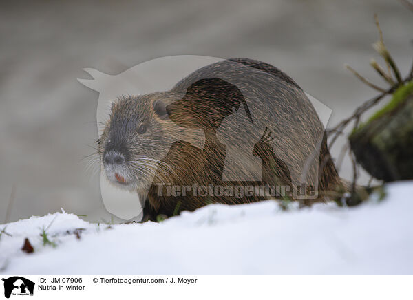 Nutria in winter / JM-07906