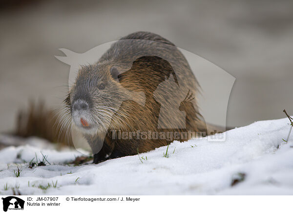Nutria im Winter / Nutria in winter / JM-07907