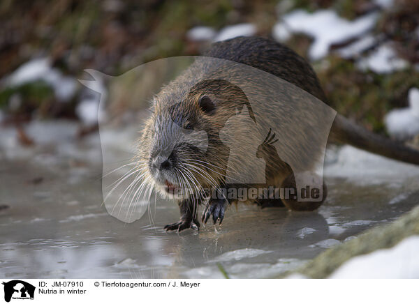 Nutria in winter / JM-07910