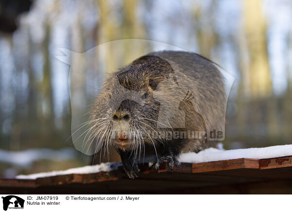 Nutria im Winter / Nutria in winter / JM-07919