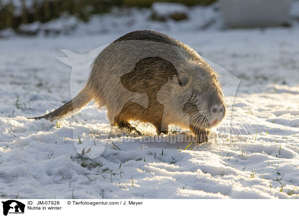 Nutria in winter / JM-07928