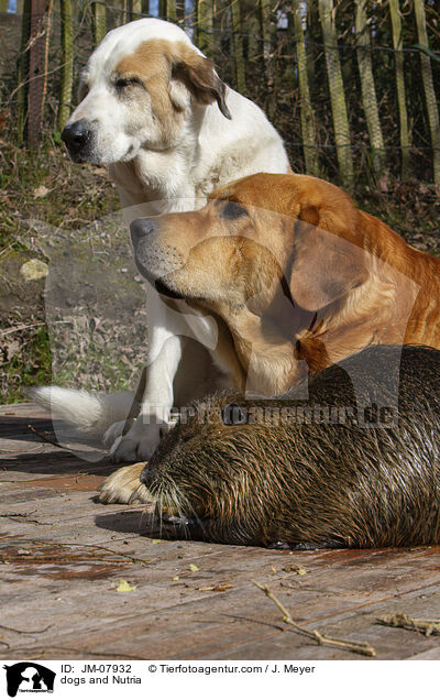 Hunde und Nutria / dogs and Nutria / JM-07932