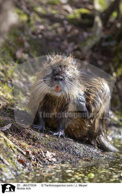 Nutria juckt sich / Nutria itch / JM-07934