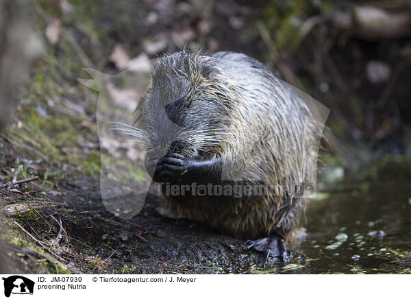 preening Nutria / JM-07939