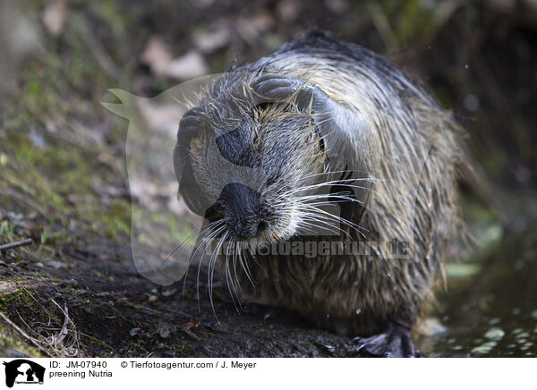 preening Nutria / JM-07940