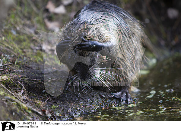 preening Nutria / JM-07941