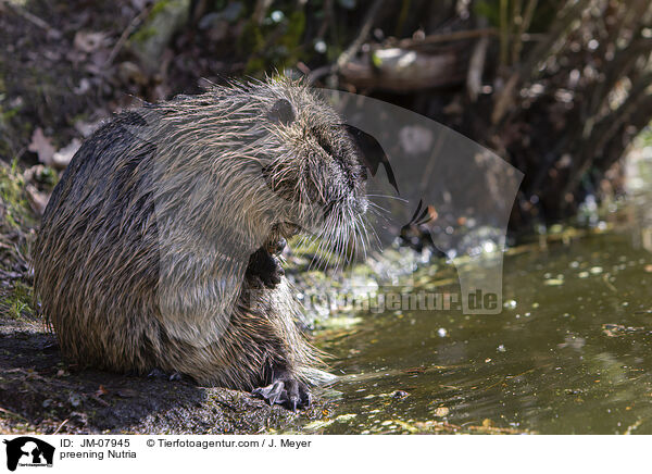 preening Nutria / JM-07945