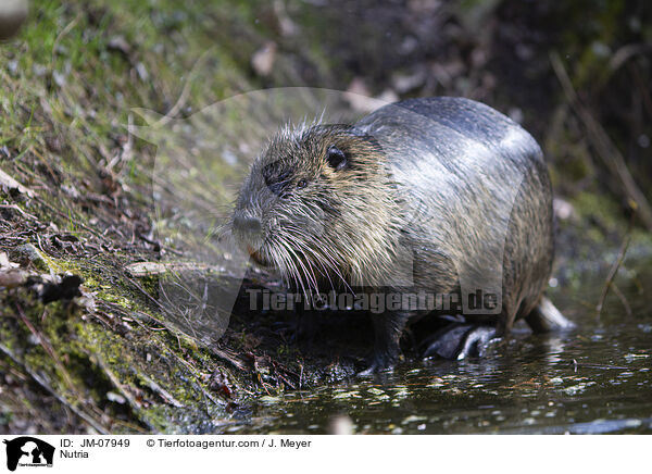 Nutria / JM-07949