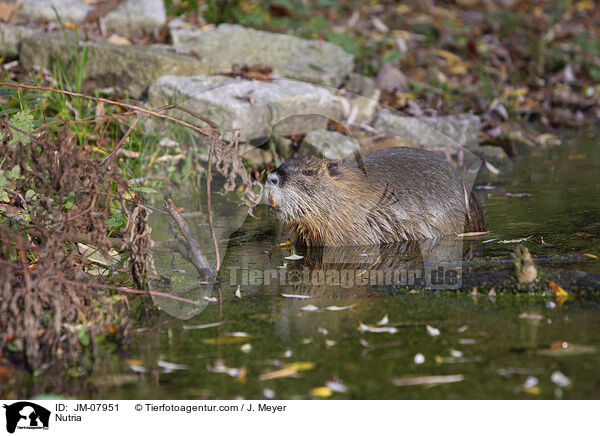 Nutria / JM-07951