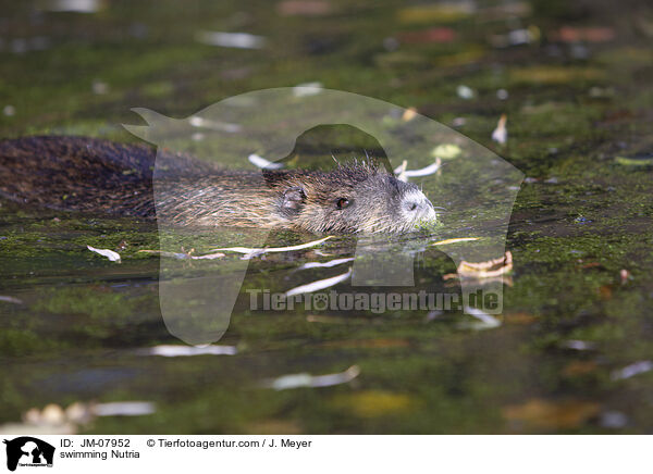 swimming Nutria / JM-07952