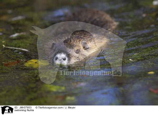 swimming Nutria / JM-07953