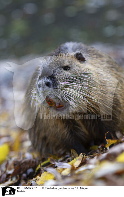 Nutria / JM-07957