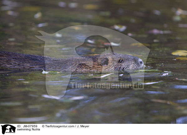 swimming Nutria / JM-07959