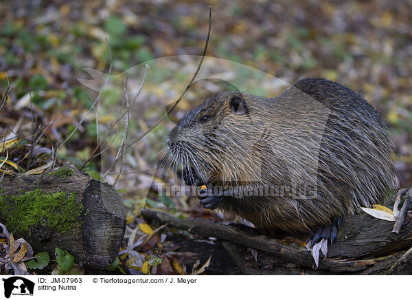 sitting Nutria / JM-07963