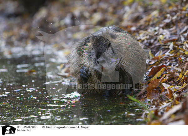 Nutria juckt sich / Nutria itch / JM-07966
