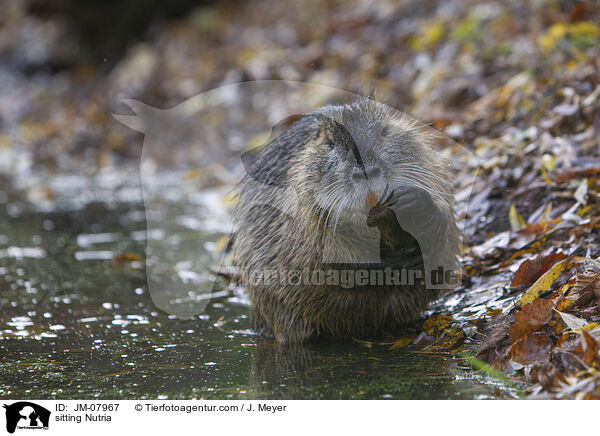 sitting Nutria / JM-07967