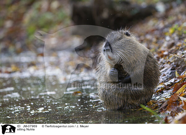 sitting Nutria / JM-07969