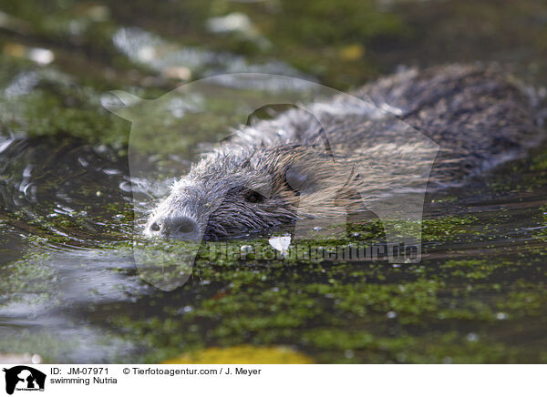 swimming Nutria / JM-07971