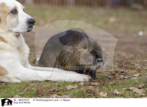 Hund und Nutria / dog and Nutria / JM-07973