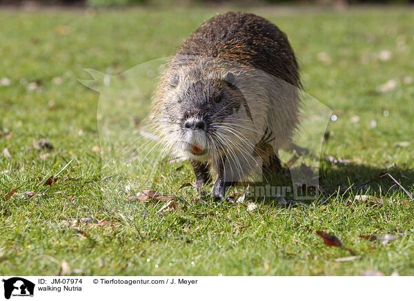 laufender Nutria / walking Nutria / JM-07974