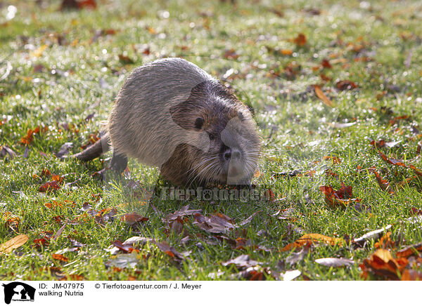 laufender Nutria / walking Nutria / JM-07975