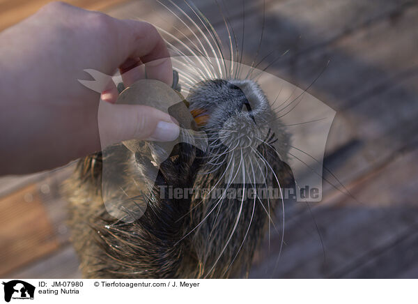 eating Nutria / JM-07980