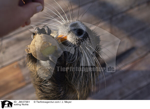 eating Nutria / JM-07981