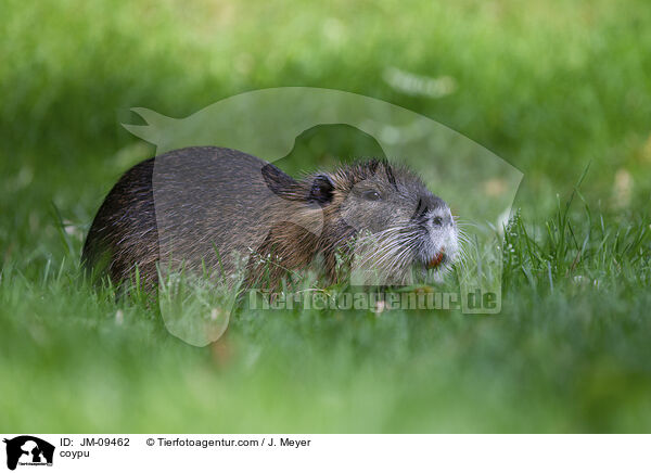 coypu / JM-09462