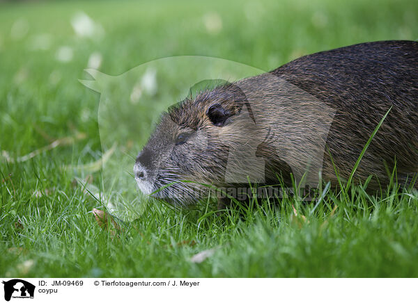 Nutria / coypu / JM-09469