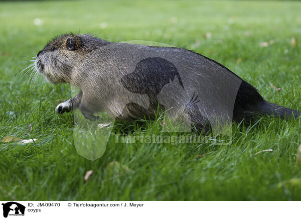 Nutria / coypu / JM-09470
