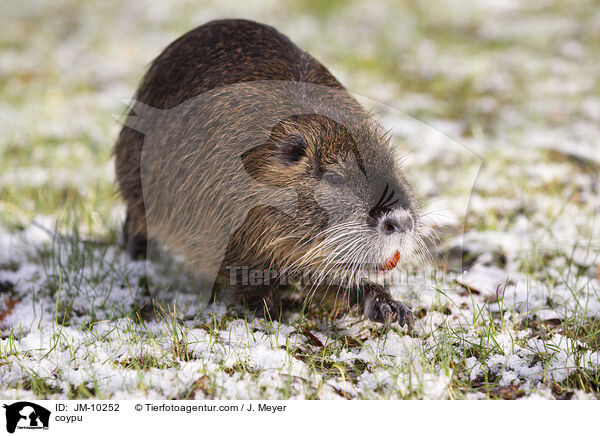 coypu / JM-10252