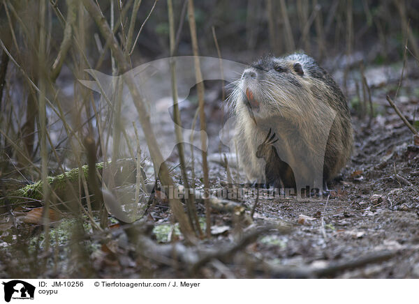 coypu / JM-10256