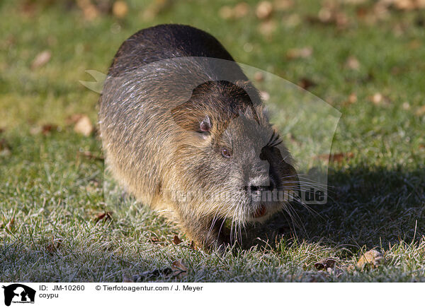 Nutria / coypu / JM-10260