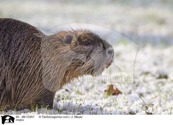 coypu / JM-10261