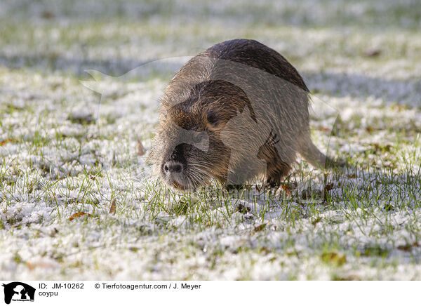 coypu / JM-10262