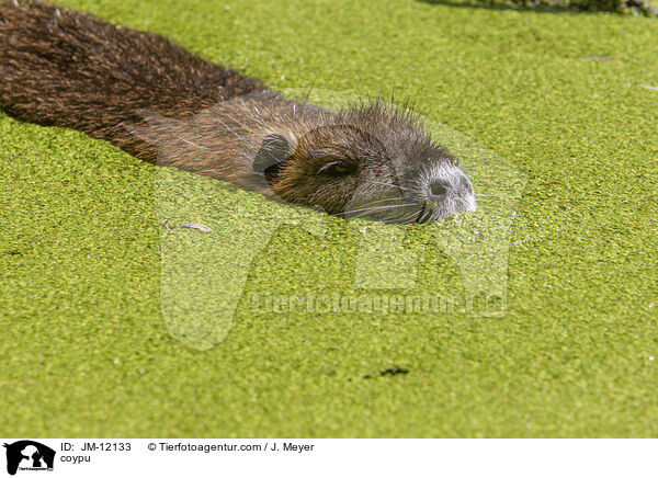 coypu / JM-12133
