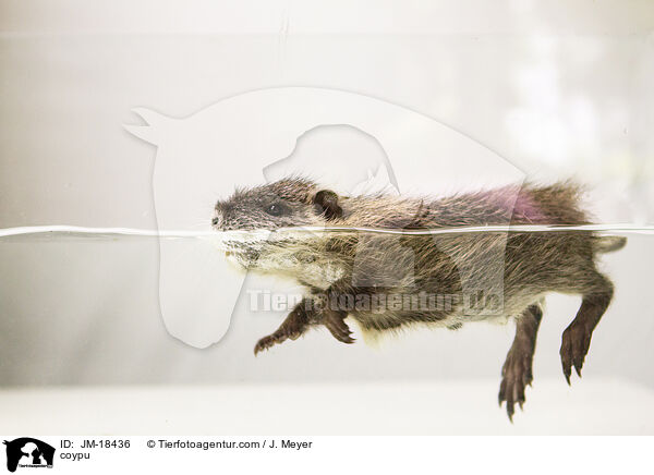 Nutria / coypu / JM-18436