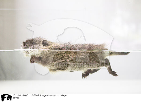 coypu / JM-18440